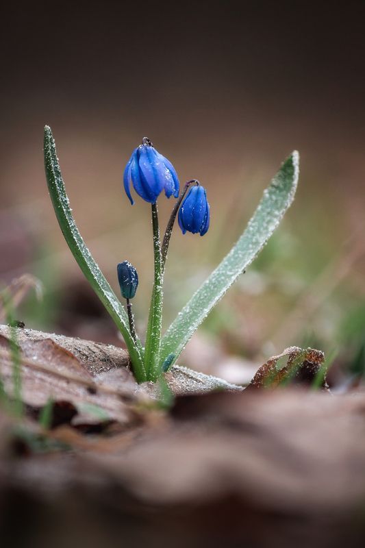 Пробуждение фото превью