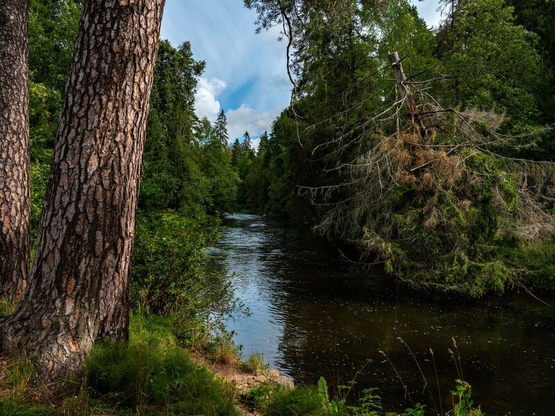 Река Оредеж фото превью