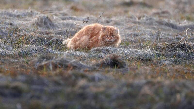 Не Лисица фото превью