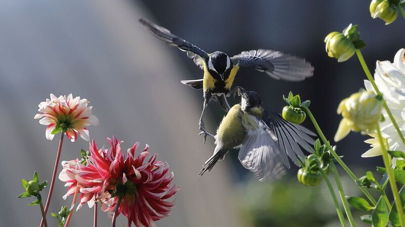 Не ждали... фото превью