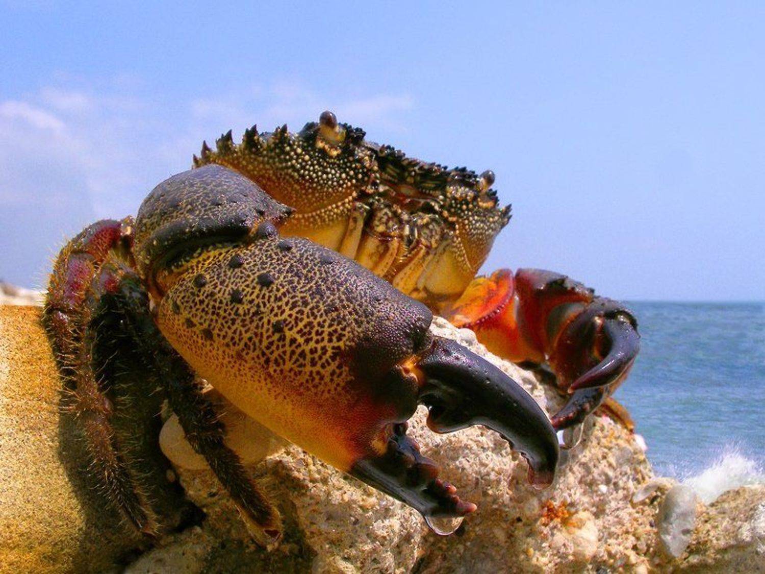 краб, черноморский, (живой), Юрий Лукьяненко (o4spok)