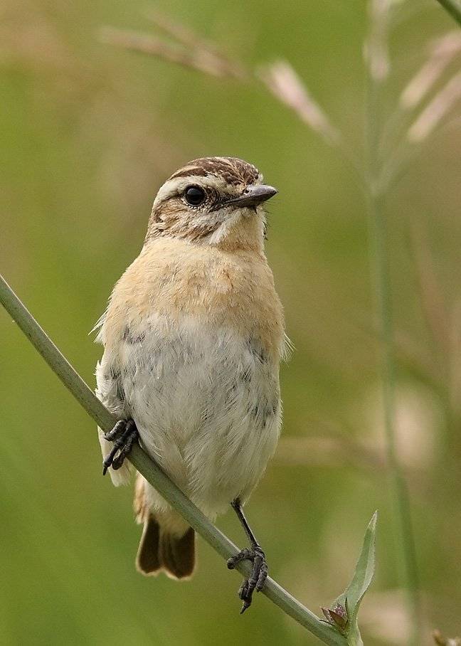 , Сергей Дорохин