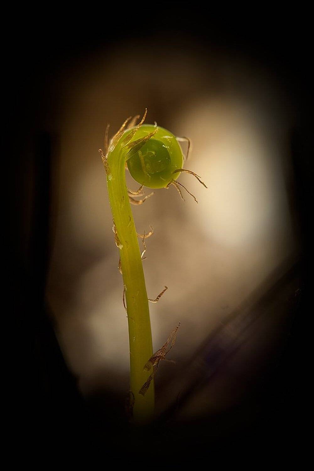 макро, папоротник, адиантум, Адясов Алексей