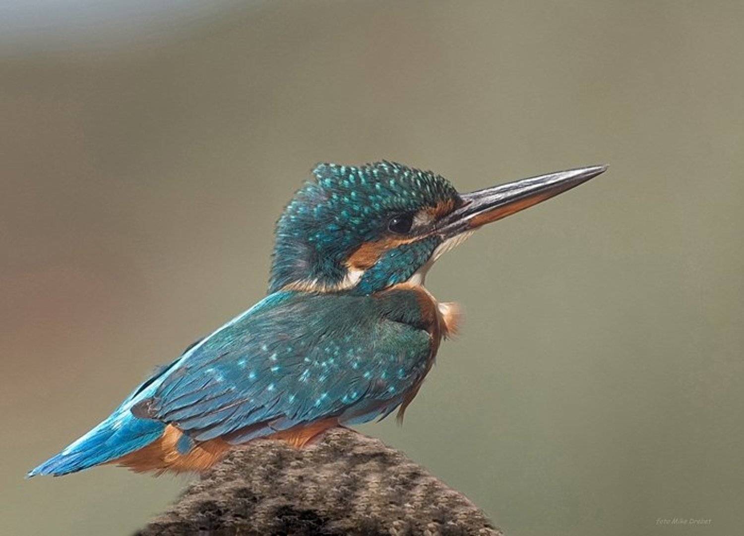 зимородок, mikedrebet