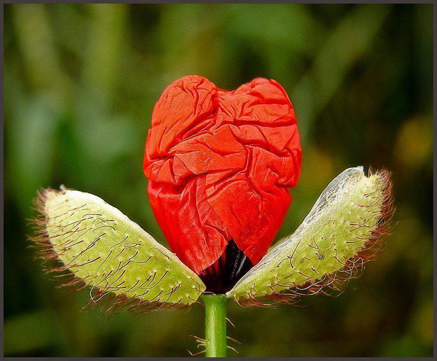 сердце, пламя, макро, природа, цветы, Владимир Крылов