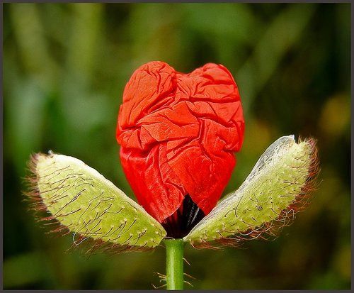 Рождение пламенного сердца…