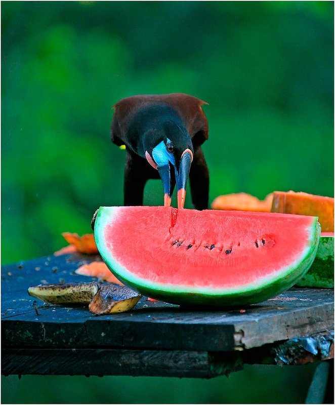 ареналь, коста-рика Das Arbuz фото превью