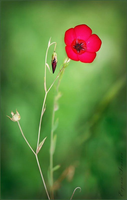 Linum grandiflorum фото превью