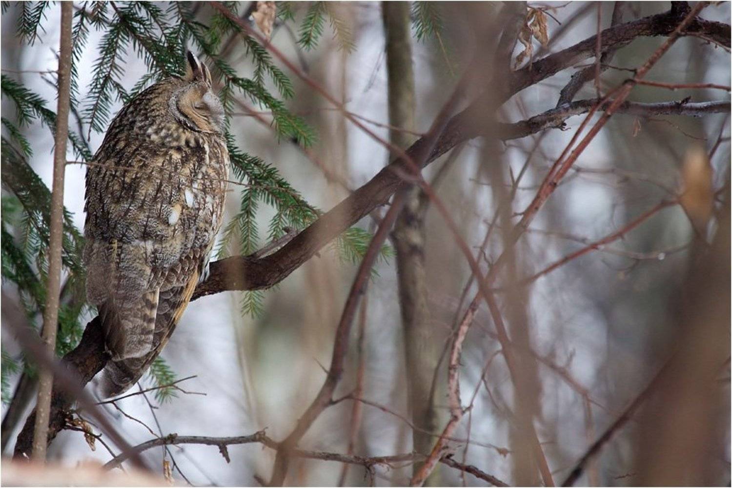 asio otus, ботанический сад, сова, ушастая сова, Amazon-san