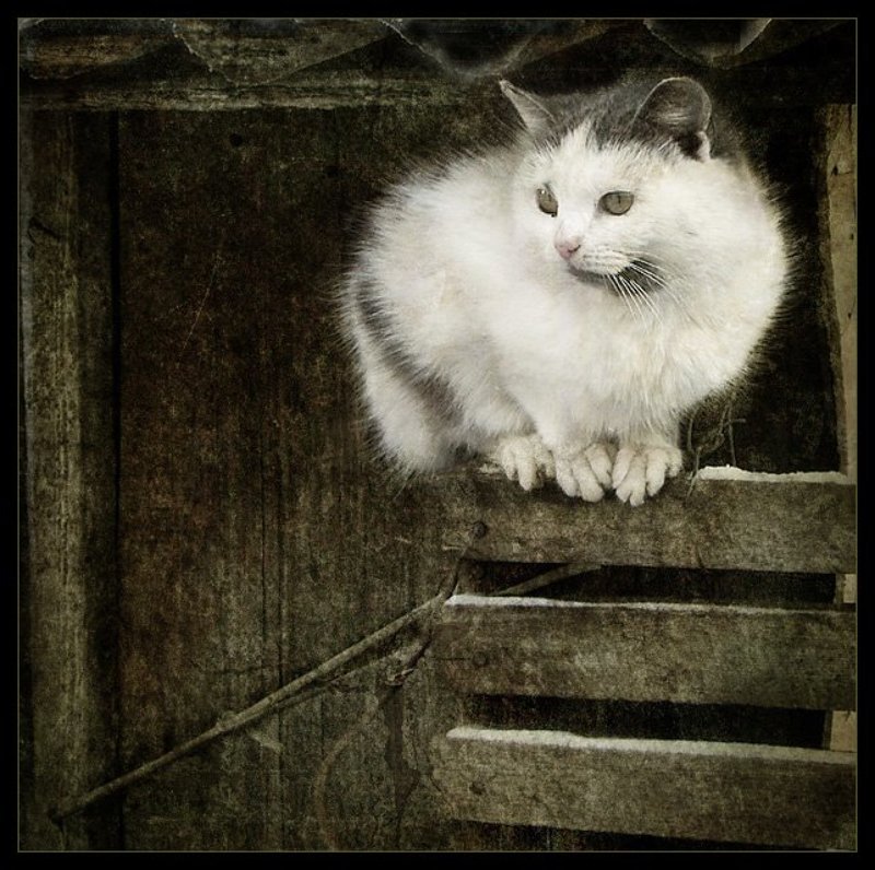 ----- фото превью