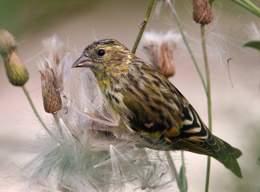 , Сергей Дорохин