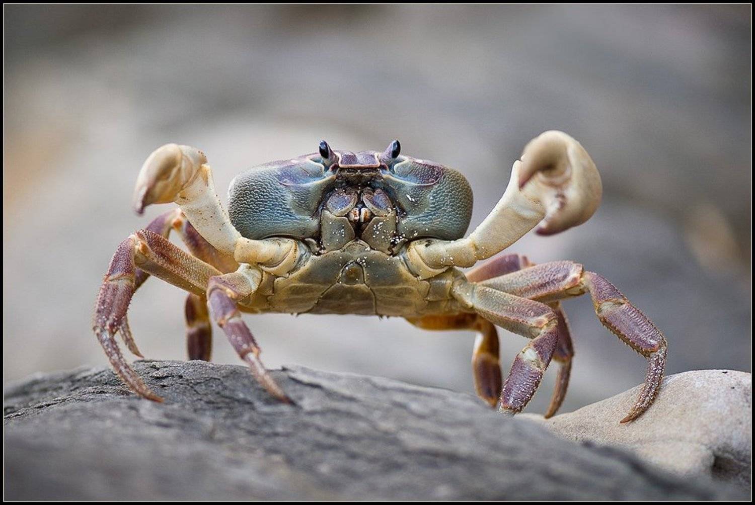 таиланд,макро,краб, Александр Константинов