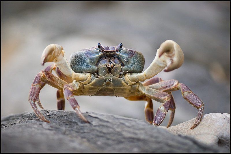 таиланд,макро,краб Стоп! Не подходи... фото превью