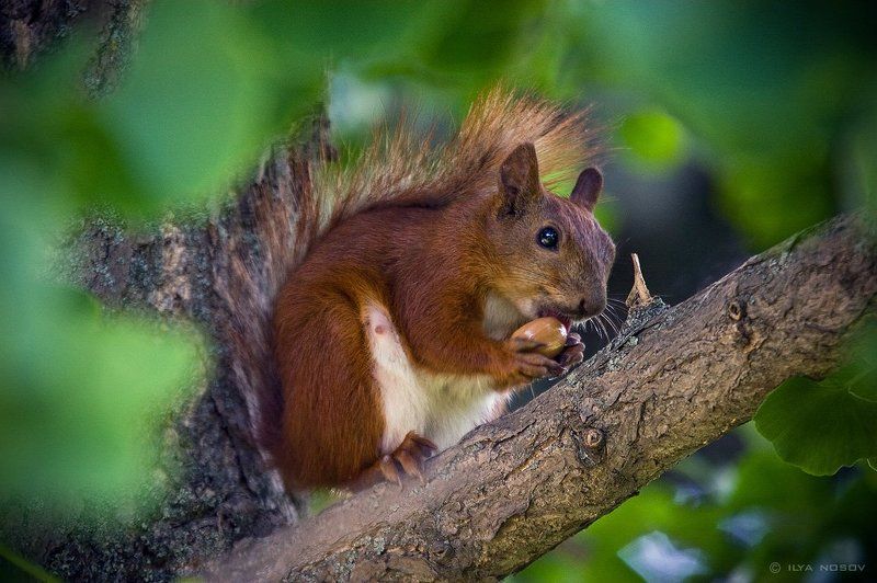 Белка с конфеткой фото превью