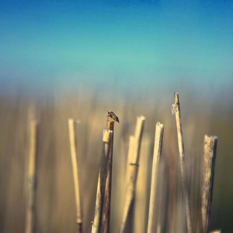 Полевой дозор фото превью