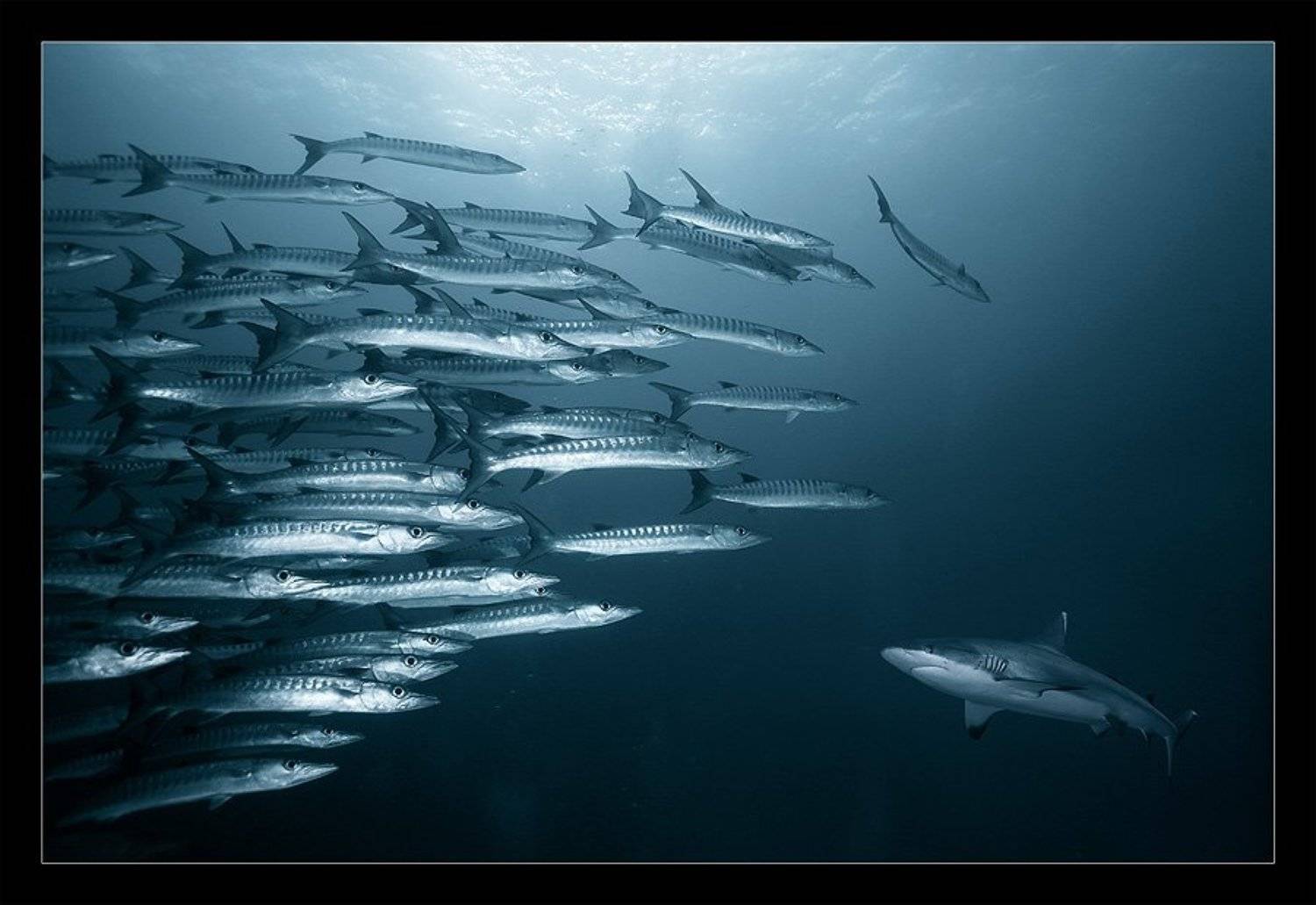 судан, акула,барракуды,противостояние, Нарчук Андрей