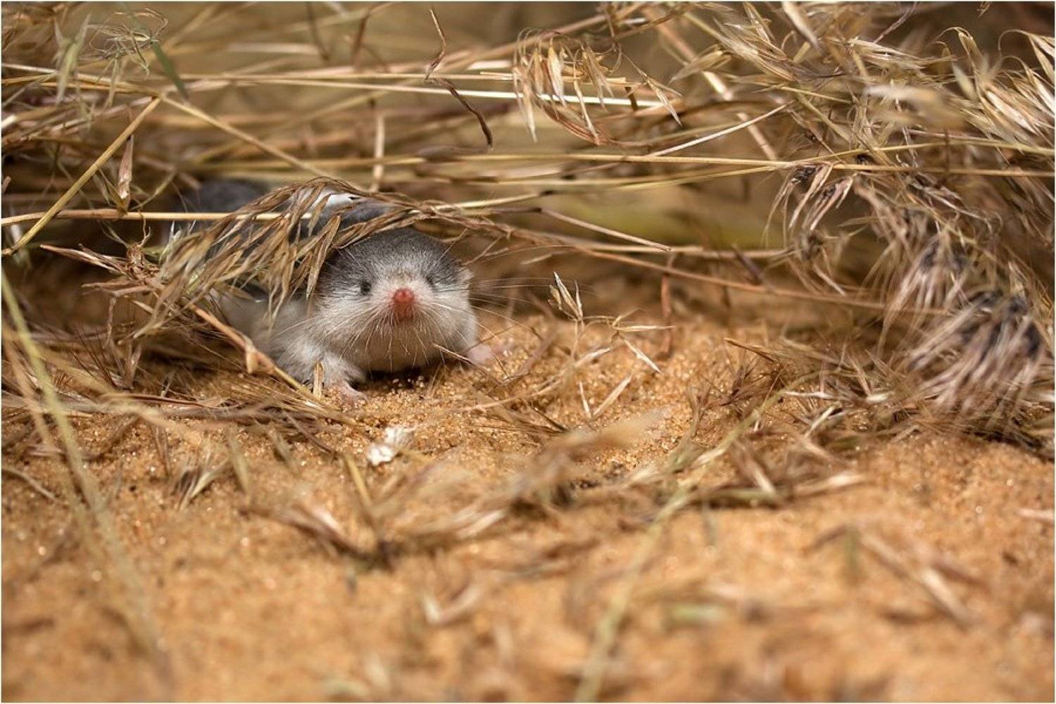 пегий путорак, diplomesodon pulchellum, зоопарк, Amazon-san