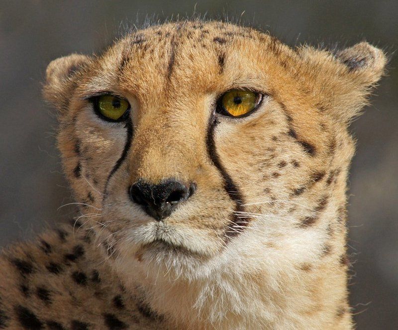 Портрет серьезного гепарда фото превью