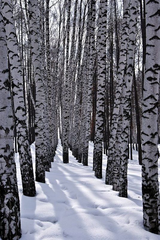 Берёзки фото превью