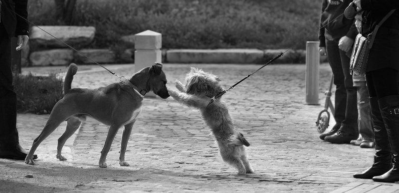 ***** фото превью