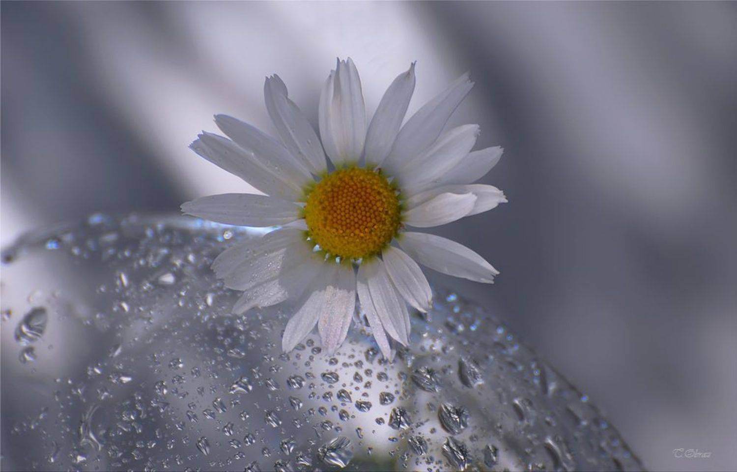 ромашка, цветок, Татьяна Образ