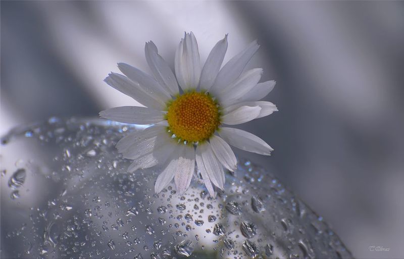 ромашка, цветок *** фото превью