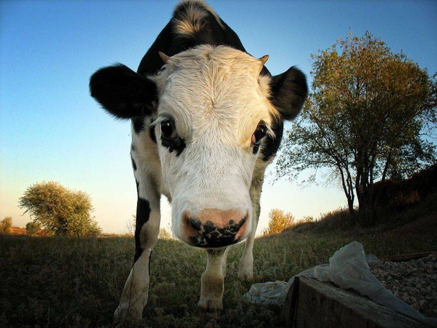 теленок, лето, корова. рогатая, VEB