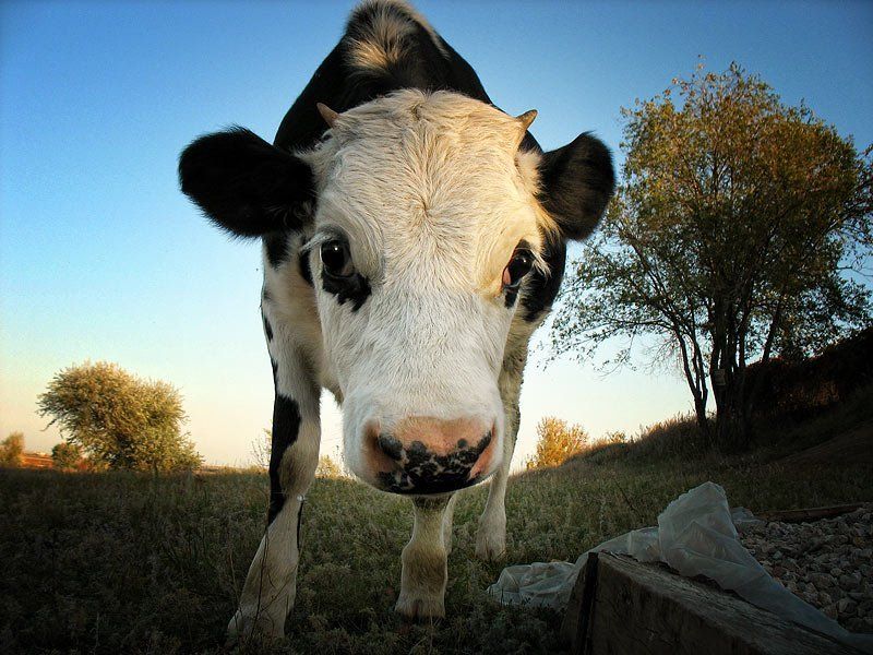 теленок, лето, корова. рогатая почти домашнее животное фото превью