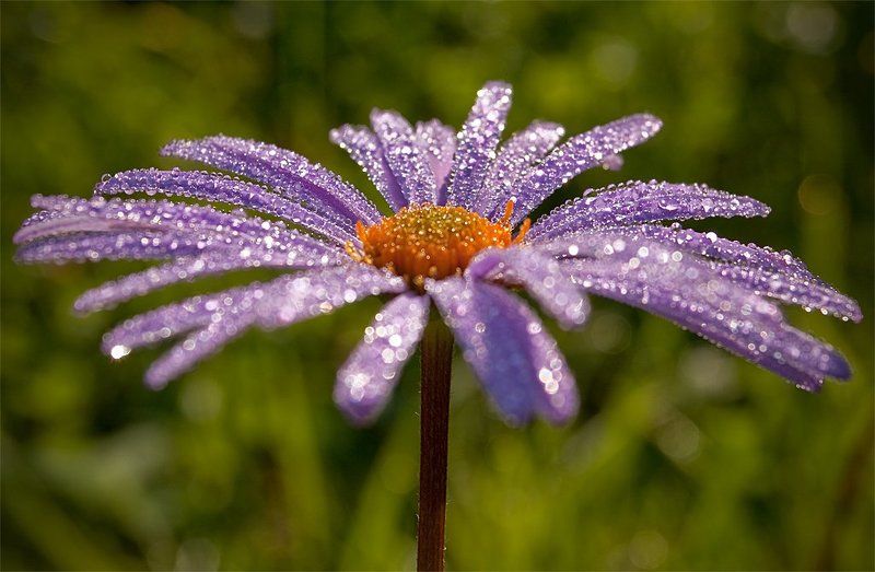 ромашка, роса, лето Утренняя ромашка фото превью