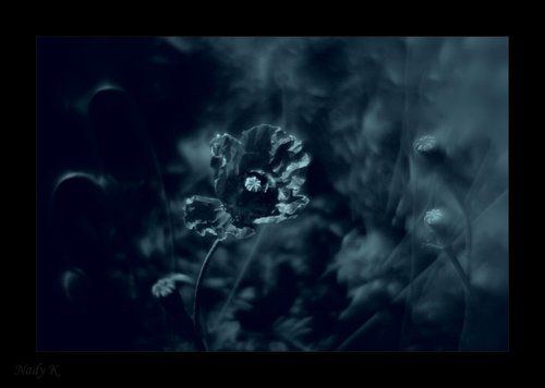 Маковое поле... головокружение.. Ночь - время фантазии.. воображения..