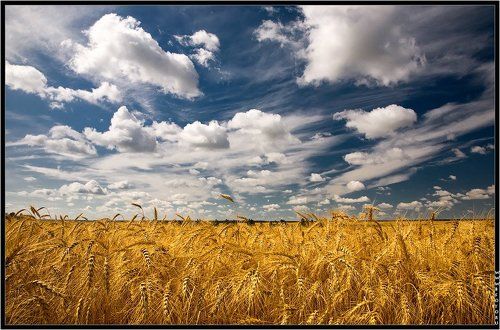 Хлеба России