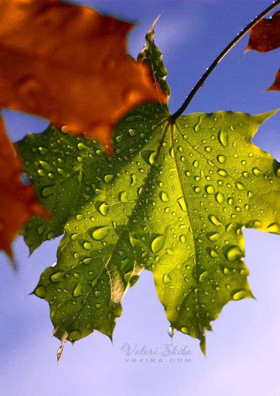 осень,клен,листья Осенние капитошки фото превью