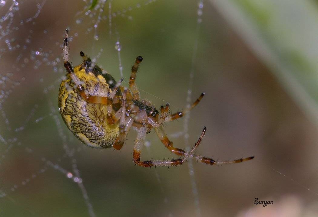 лето, трава, паук, Олег Сурьянинов
