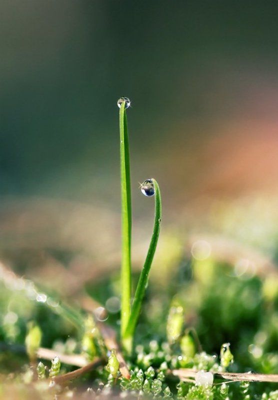 Утренняя картинка с росинкми фото превью