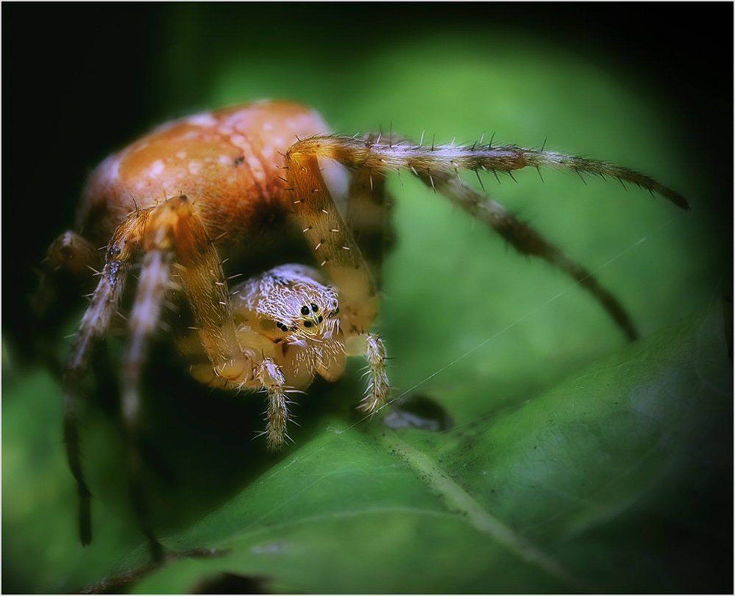 паук, паутина, Курочкин Валерий