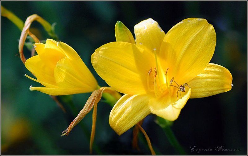 Солнечное настроение фото превью