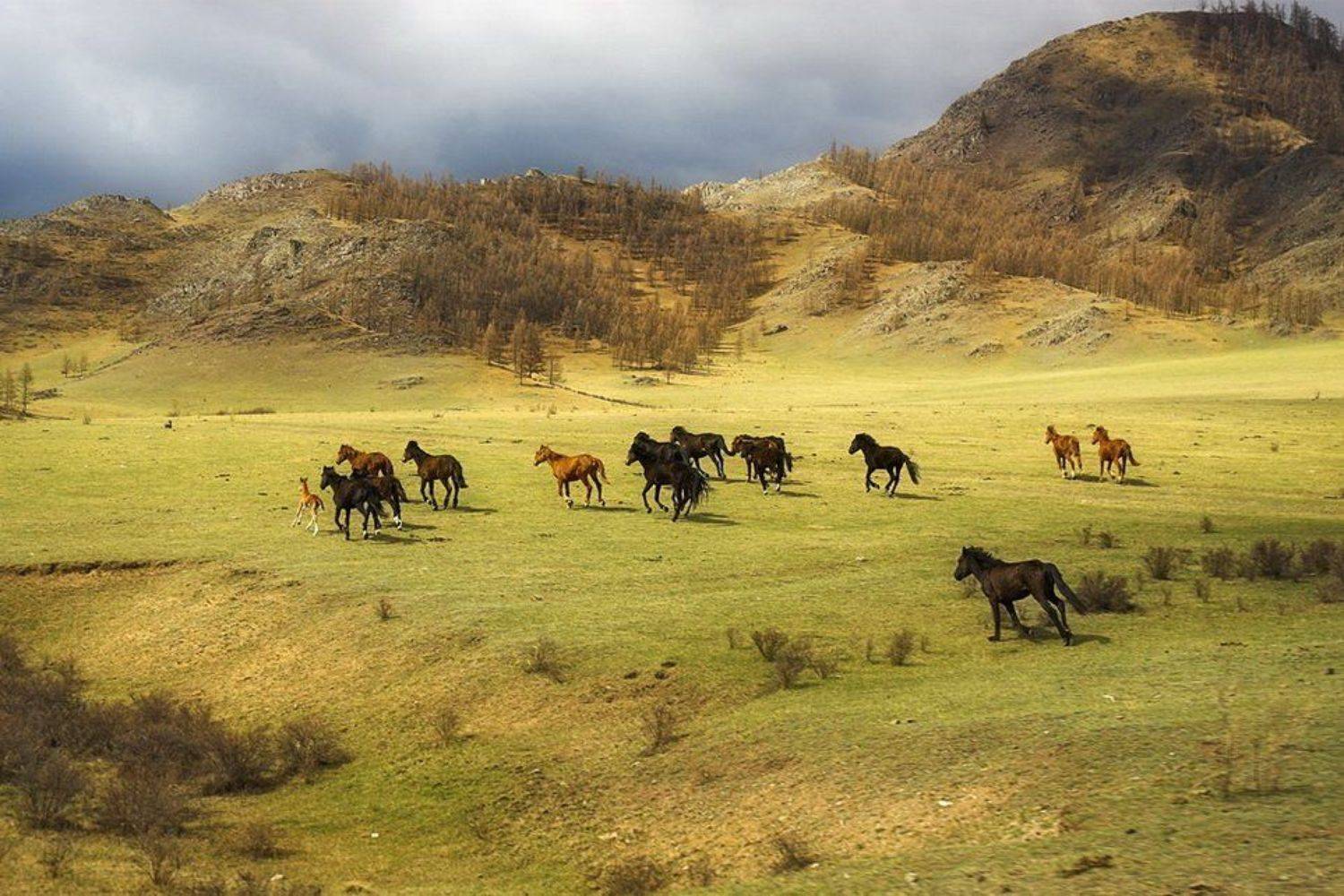 алтай,лошадь,табун, Дмитрий