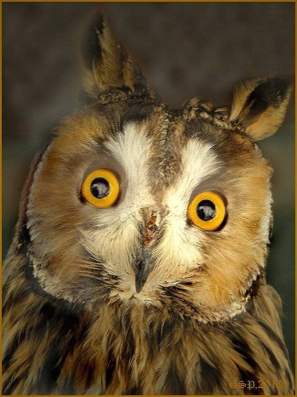 , СЕРГЕЙ СВИРИДОВ