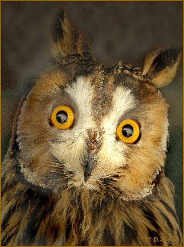 ЧТО?ГДЕ?КОГДА? фото превью