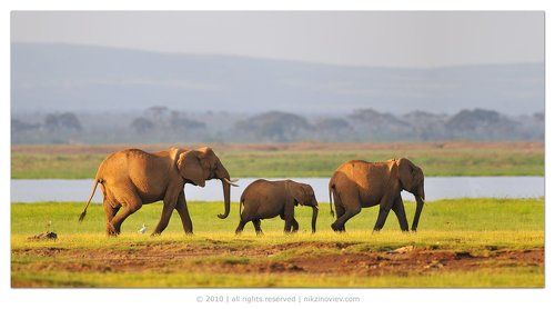 Путешественники