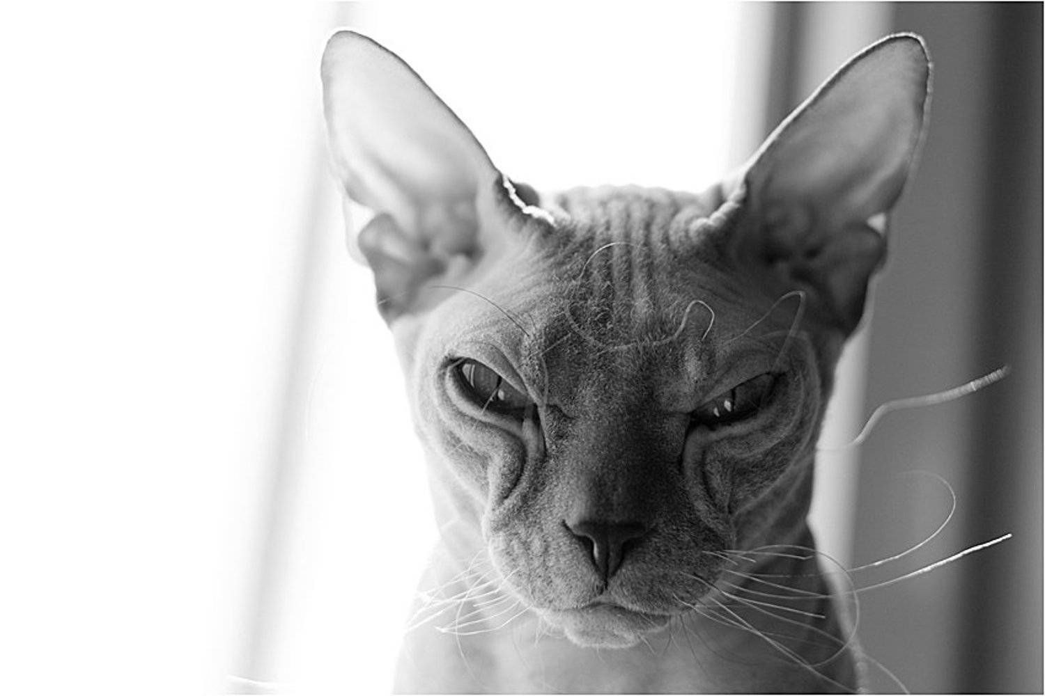 , Ольга Шуть