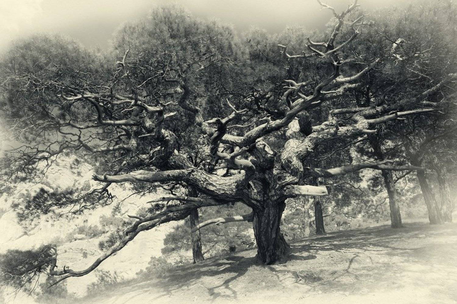 крым, Dmitriy Egorov