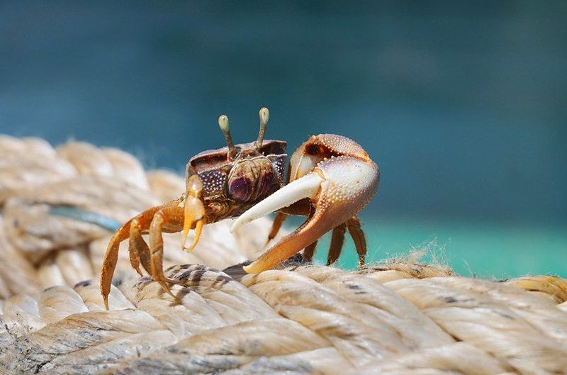 краб, ракообразное, беспозвоночное, пресноводный, манящий, скрипач На страже. фото превью