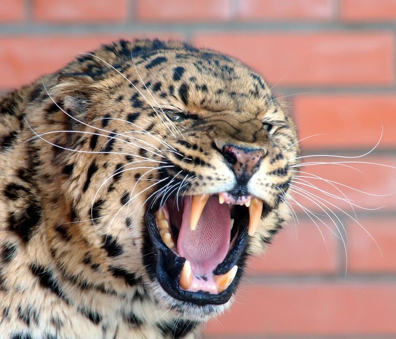 Вау !!! фото превью