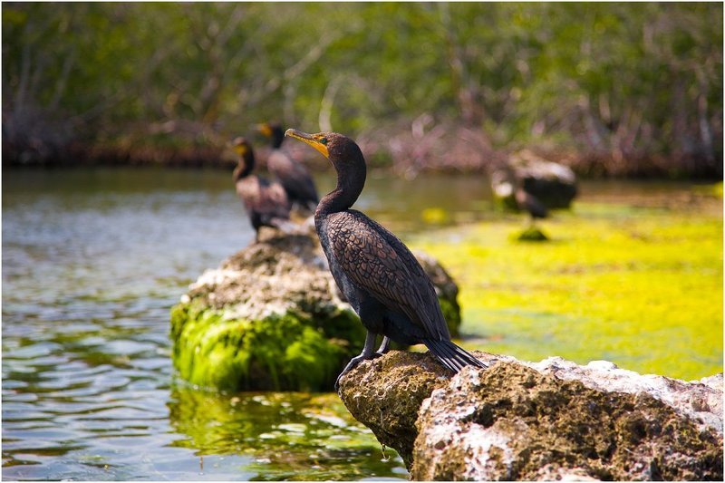 Баклан фото превью
