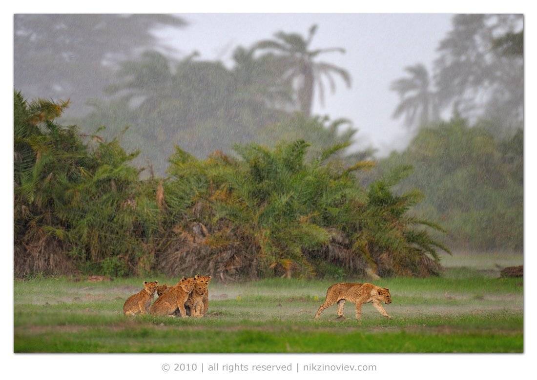 африка, лев, львы, животные, амбосели, кения, Николай Зиновьев