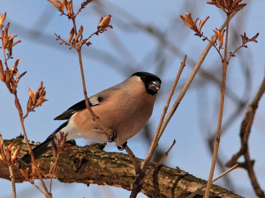 , Сергей Дорохин