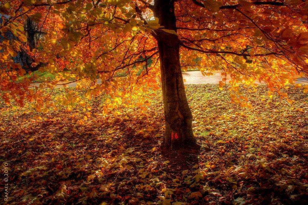 , Рафаэль Александрович Фоменко