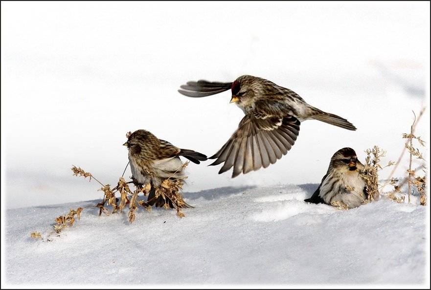 чечетки, Васенин Валерий