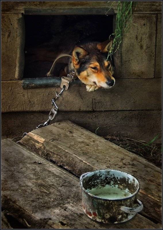 собака, собачья будка, охрана,, владимир